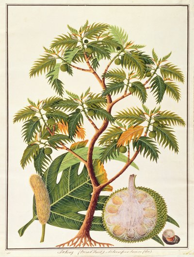 Sookong (Broodvrucht) en Artocarpus Incisa (Lin), uit Tekeningen van Planten uit Malakka, c.1805-18 door Chinese School